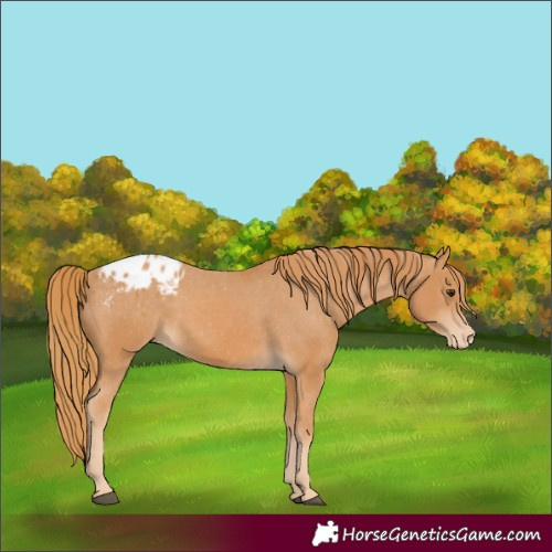 Horse Color:Unknown 