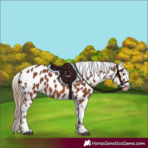 Horse Color:Chestnut Near Leopard