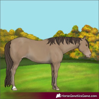 Horse Color:Classic Cream Champagne 