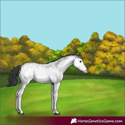 Horse Color:White Spotted Black