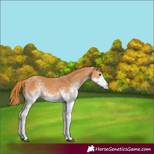 Horse Color:White Spotted Chestnut 