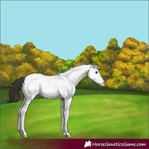 Horse Color:White Spotted Bay 