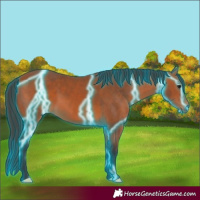 Horse Color:Thunderstruck Bay 