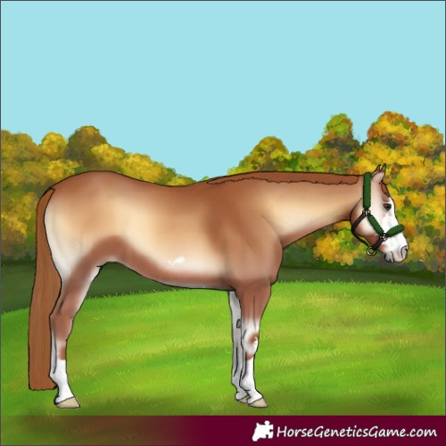 Horse Color:Red Onyx