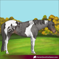 Horse Color:Liver Chestnut Tobiano Appaloosa