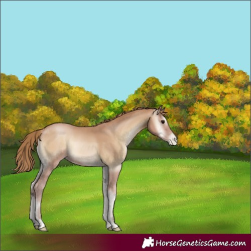 Horse Color:Blue Onyx Pearl 