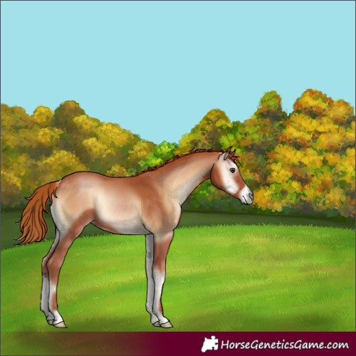 Horse Color:Red Onyx 