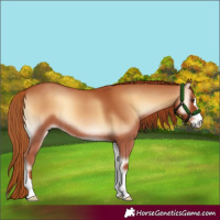 Horse Color:Red Onyx 