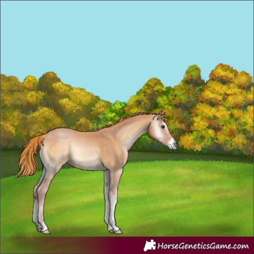 Horse Color:Red Onyx