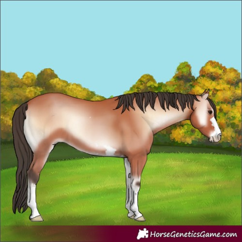 Horse Color:Bay Onyx Mushroom 