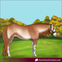 Horse Color:Red Onyx 