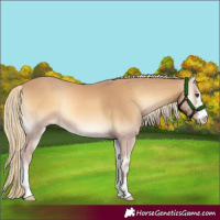Horse Color:Red Onyx Mushroom