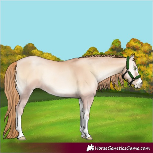 Horse Color:Gold Champagne Pearl Onyx