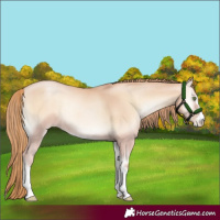 Horse Color:Gold Champagne Pearl Onyx 