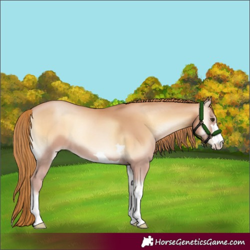 Horse Color:Red Onyx Pearl 