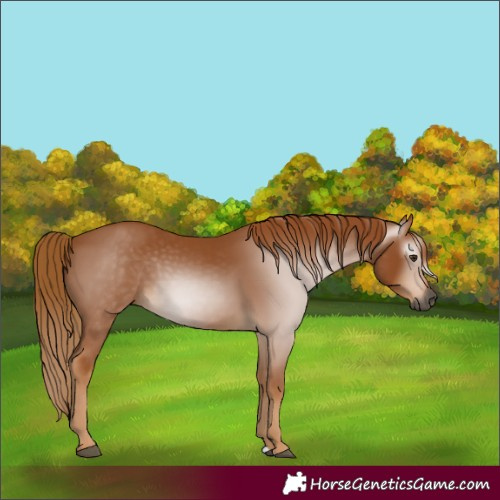 Horse Color:Gray Chestnut 