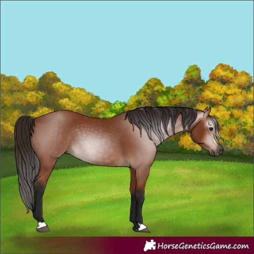 Horse Color:Gray Bay 