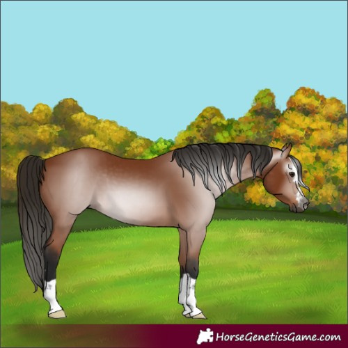 Horse Color:Gray Bay 