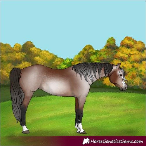 Horse Color:Gray Bay 