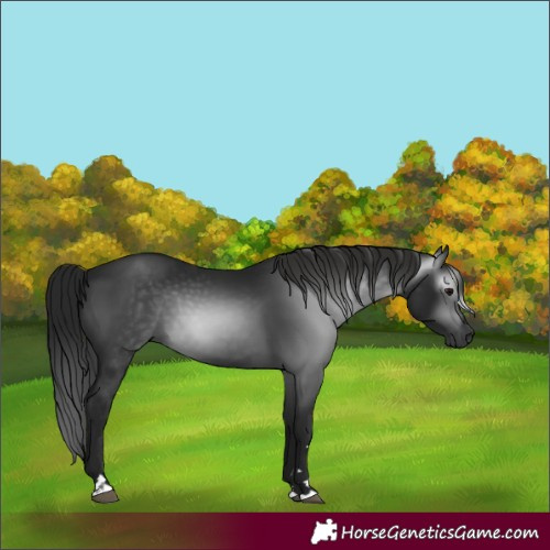 Horse Color:Gray Black 