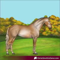 Horse Color:Gray Palomino