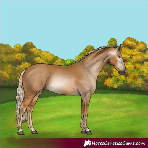 Horse Color:Gray Palomino