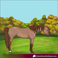 Horse Color:Red Dun