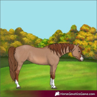 Horse Color:Red Dun