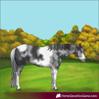 Horse Color:White Spotted Black Splash Tobiano Frame Varnish 