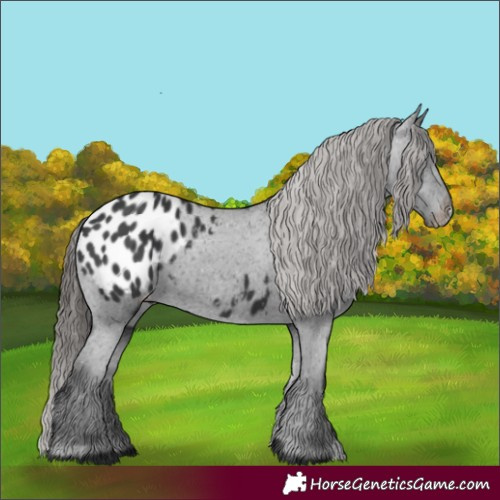 Horse Color:Black Appaloosa Rabicano 