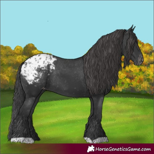 Horse Color:Black Appaloosa Rabicano 