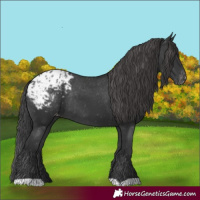 Horse Color:Black Appaloosa Rabicano