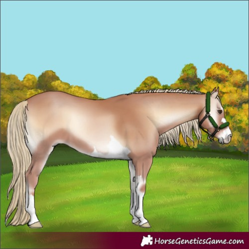 Horse Color:Red Onyx Mushroom 