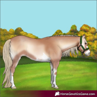 Horse Color:Red Onyx Mushroom 