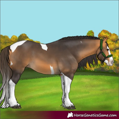 Horse Color:Buckskin Splash Tobiano