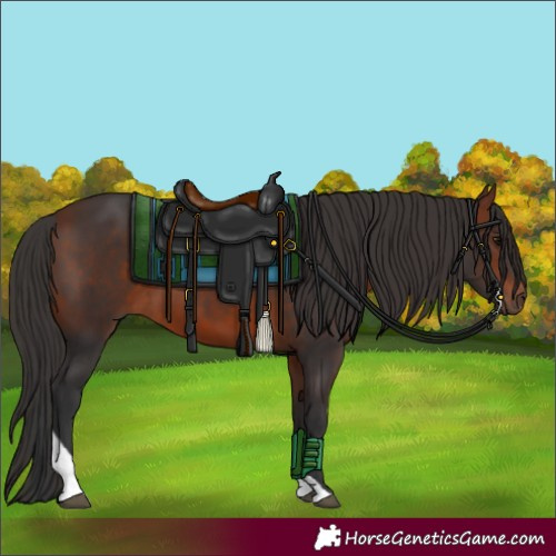 Horse Color:Bay Tobiano 