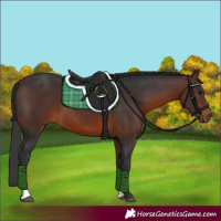 Horse Color:Brown Tobiano 