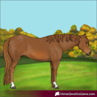 Horse Color:Gray Chestnut 