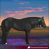 Horse Color:Gray Black 