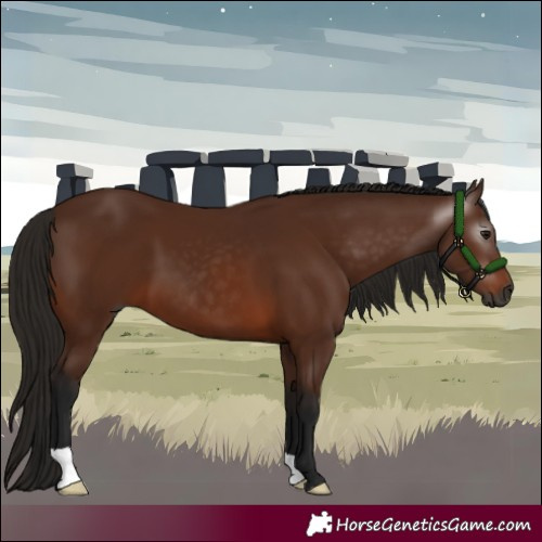 Horse Color:Gray Bay