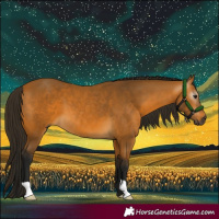 Horse Color:Gray Buckskin 