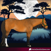 Horse Color:Gray Buckskin 