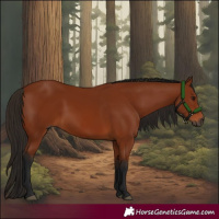 Horse Color:Gray Bay 