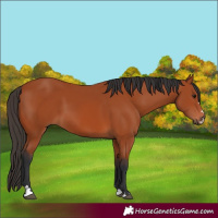 Horse Color:Bay 