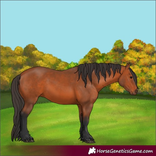 Horse Color:Unknown 