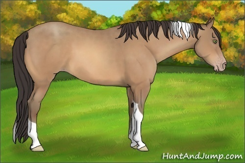 Horse Color:Amber Champagne Tobiano 