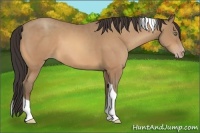 Horse Color:Amber Champagne Tobiano
