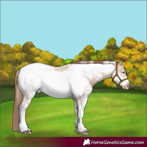 Horse Color:Bay Dun Sabino Frame Snowcap