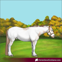 Horse Color:Bay Dun Sabino Frame Appaloosa