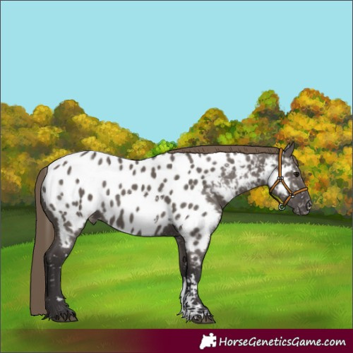 Horse Color:Smoky Grullo Sabino Appaloosa 